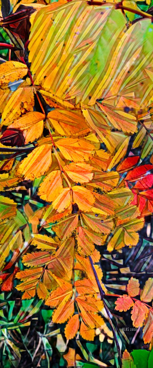 Shades of Fall by Barbara Storey