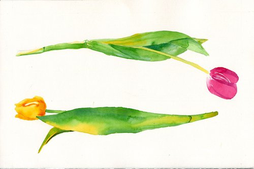 Two Tulips by Hannah Clark