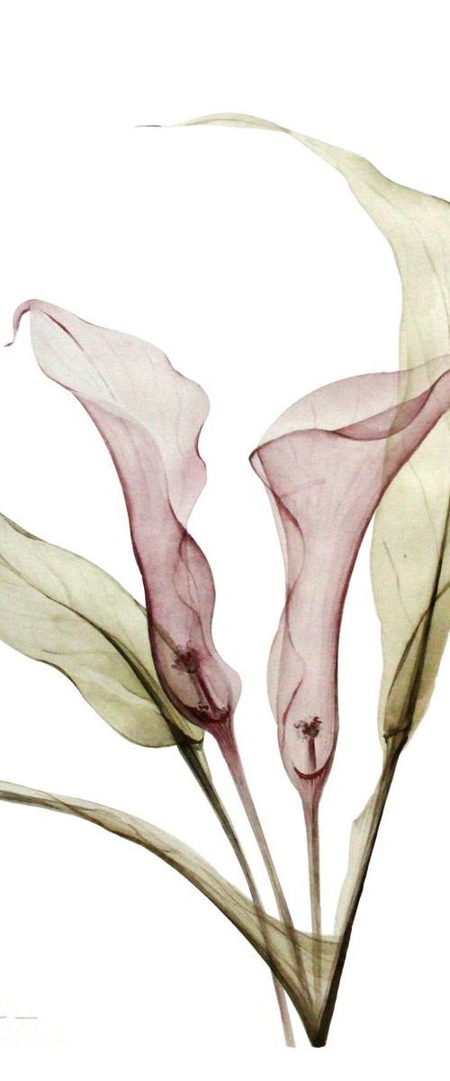 X-ray callas portrait by Olga Koelsch
