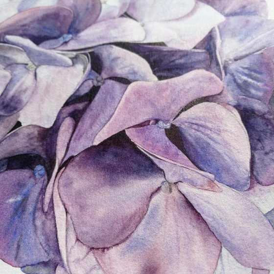 Violet Hydrangea