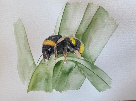 Bumble bee watercolour painting