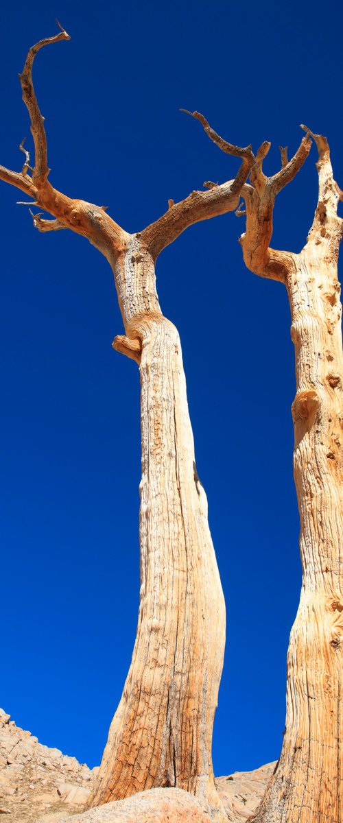 Desert Archaic by Kevin Cloughley