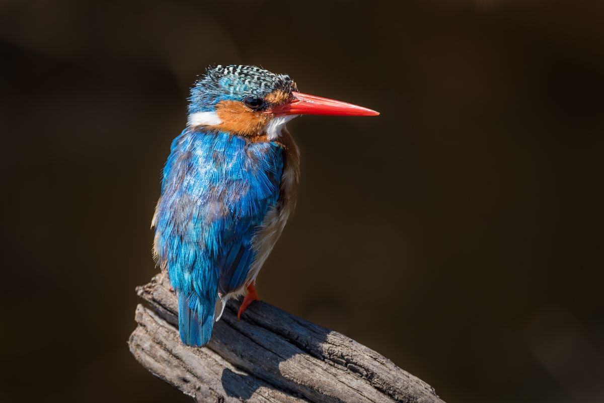 Photorealistic Animal Photograph By Nick Dale, 33 X 26", Kingfisher Airlines, Original Artwork