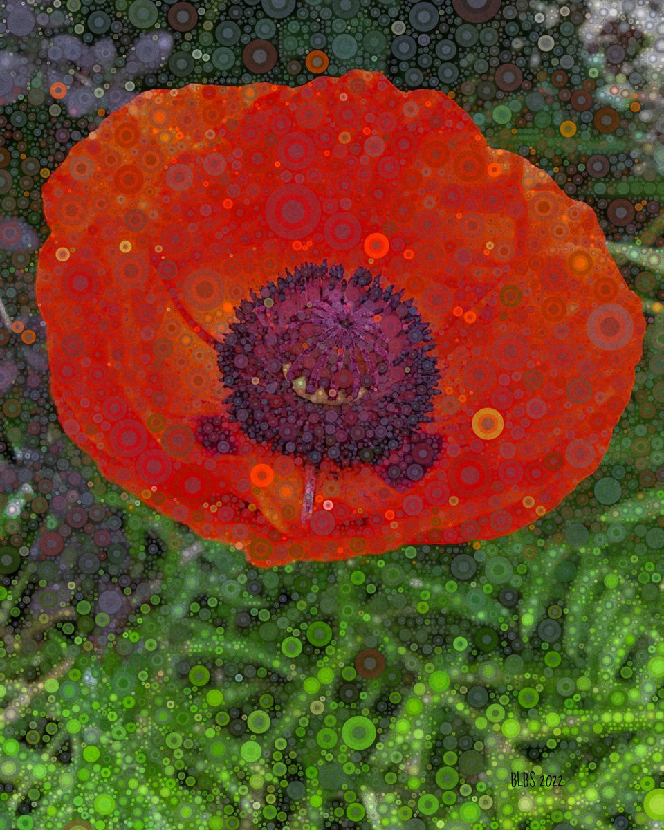 Orange Scarlet Oriental Poppy by Barbara Storey