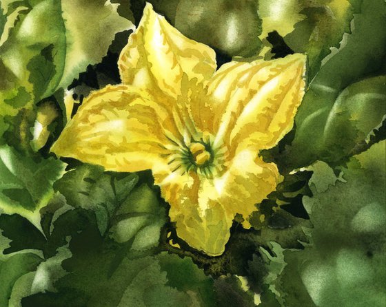 squash blossom watercolor floral