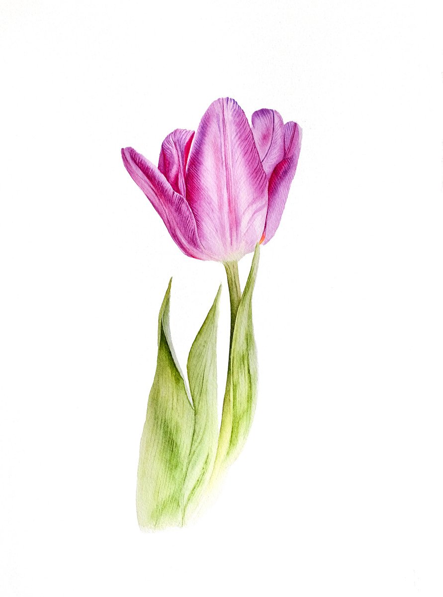 Tulip 