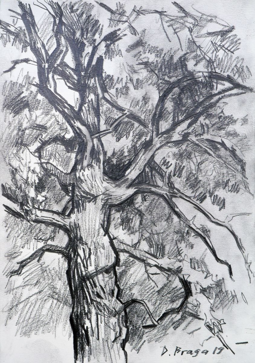 Graphic Landscape Pencil Drawing By Dima Braga, 8 X 12, Old Oak ( Plein Air ), Original Artwork