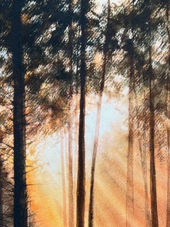 Forest Clearing