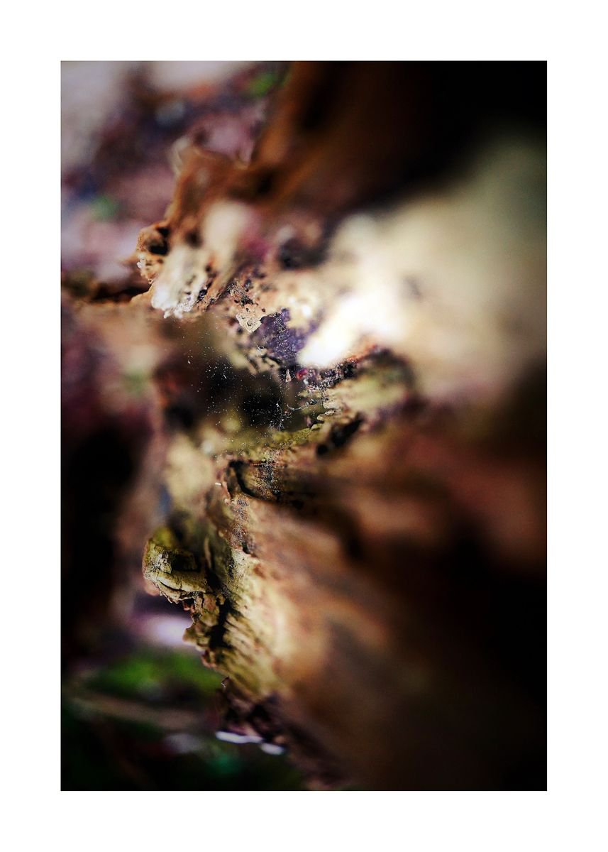 Abstract Nature Photography 41 (LIMITED EDITION OF 15) by Richard Vloemans