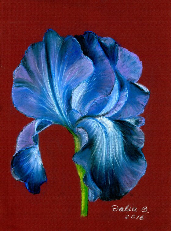 Iris