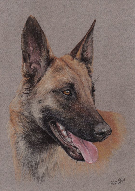 Malinois. Pastel portrait of belgian shepherd