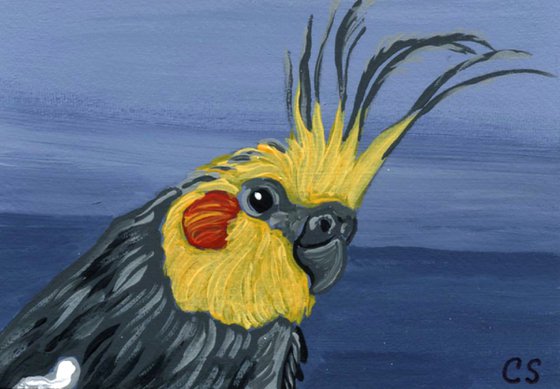 ACEO ATC Original Miniature Painting Cockatiel Parrot Pet Bird Art-Carla Smale