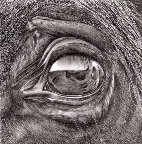 'Eye of the Horse'