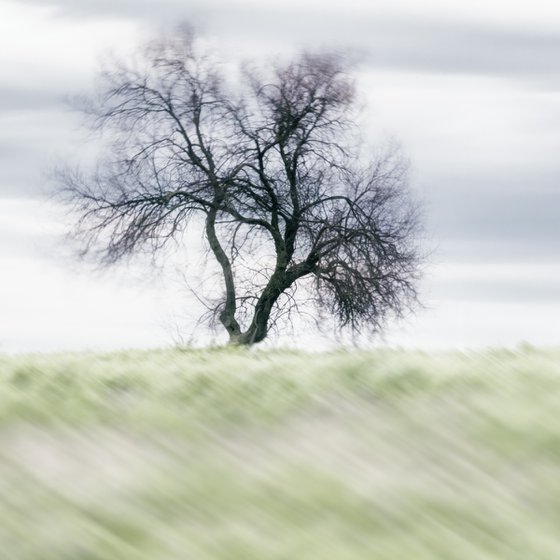 Lone Tree in the Tuscan Countryside
