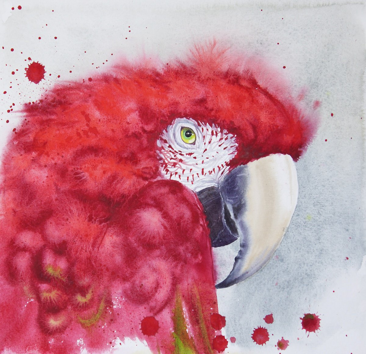 Scarlet macaw head - Ara macao - Red Parrot - Red Bird by Olga Beliaeva Watercolour