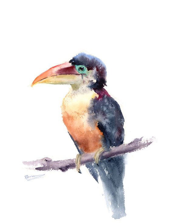 Toucan