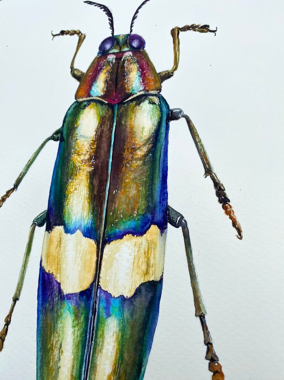 Radiant Majesty: Chrysochroa Edwardsi Beetle