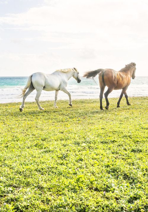 BEACH HORSES 1. by Andrew Lever