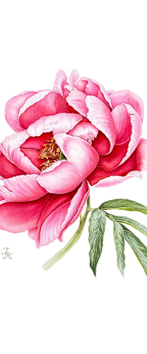 Pink peony by Tetiana Kovalova