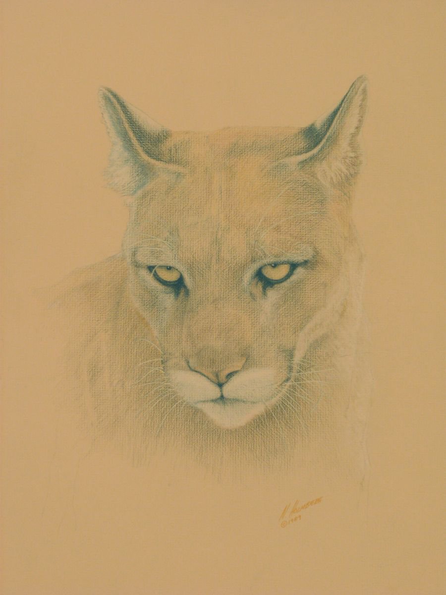 Cougar by Norman Holmberg