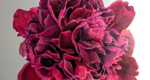 Artwork by Rebecca Meneghini