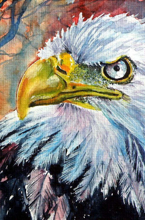 Bald eagle by Kovács Anna Brigitta