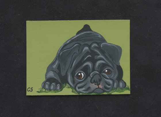 ACEO ATC Original Miniature Painting Black Pug Pet Dog Art-Carla Smale