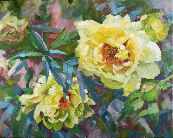 Peony garden