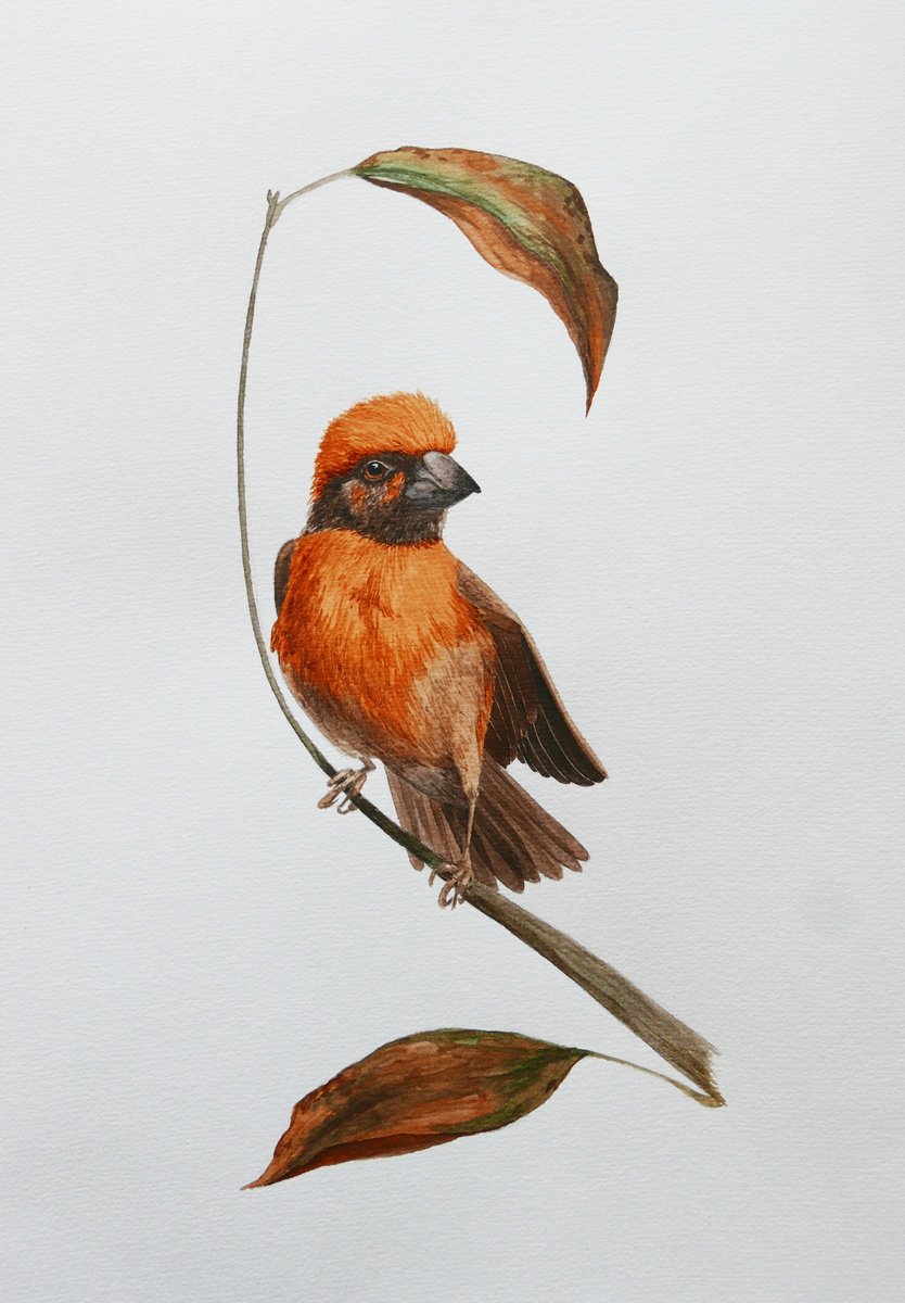 Autumn orange tiny bird by Karina Danylchuk
