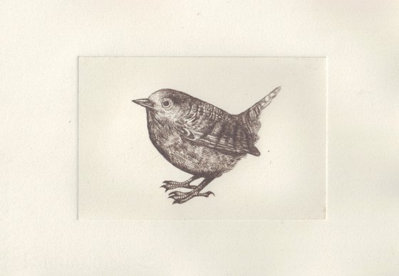 Wren