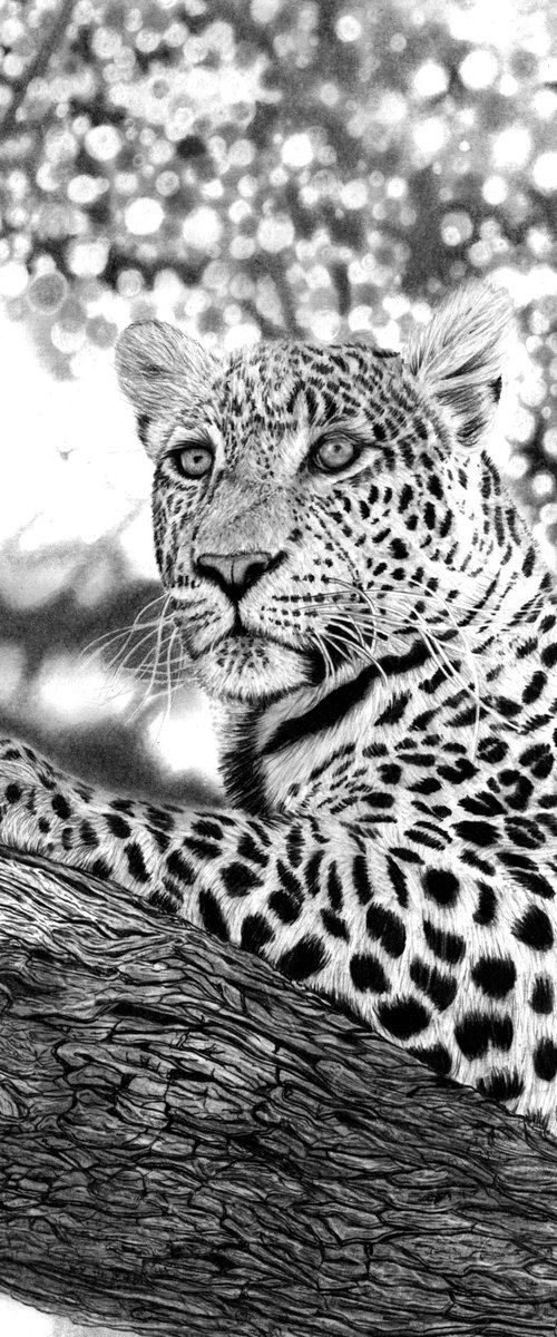Tree Leopard 2023 by Paul Stowe