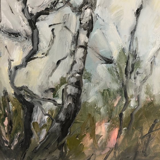 birches in winter