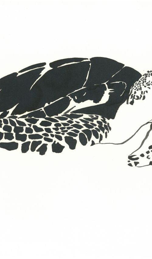 Turtle I Animal Drawing by Ricardo Machado