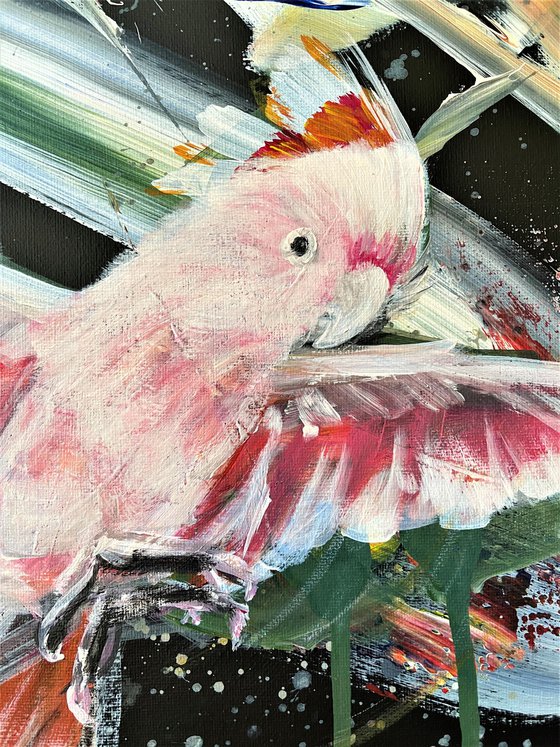 Capturing Freedom - Pink Cockatoo