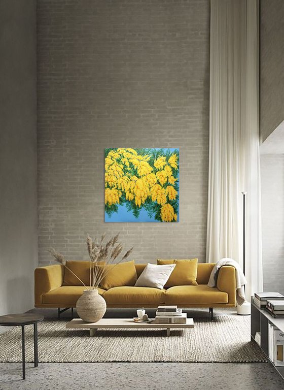 Mimosas in Bloom