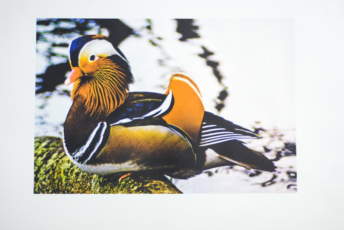 Berliner Duck by Robin Ross