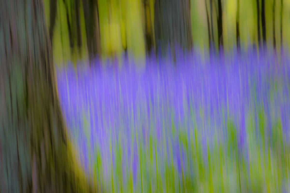 Bluebell Wood - Small (A4) Edition - Limited Edition Print by Ben Robson Hull