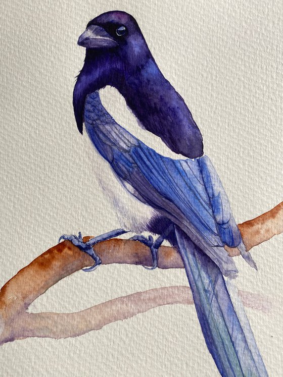 Watercolour bird magpie sitting on a branch in the rays of the sun 3