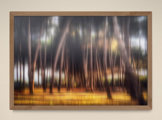 Shimmering pines