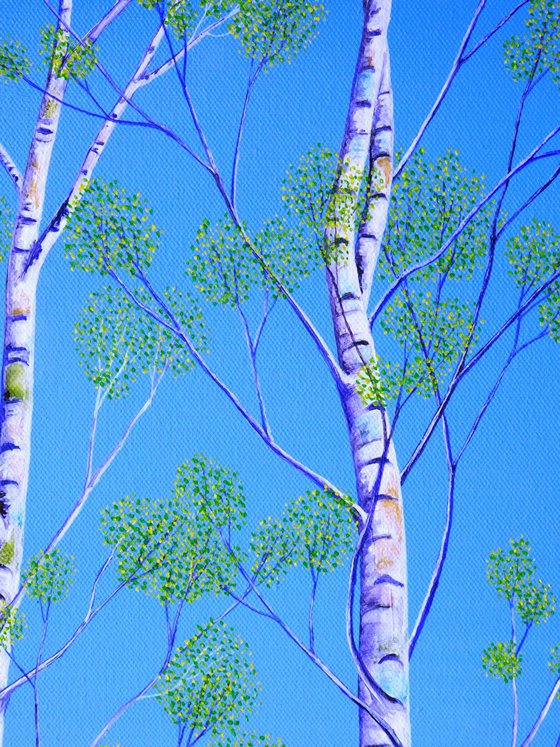 Silver Birch Trees in Spring