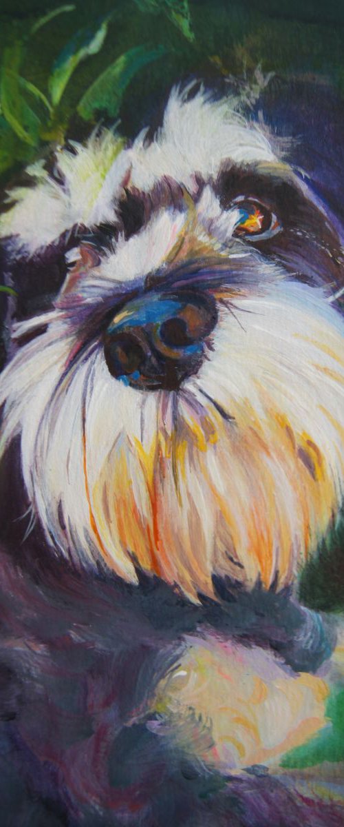 Miniature schnauzer by Karen Wilcox