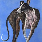 Greyhound