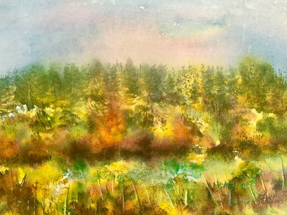 Wild broom valley, Exmoor