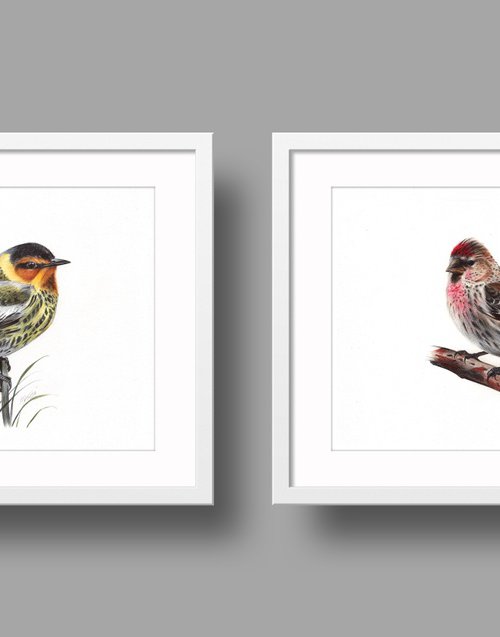 Birds Collection II by Daria Maier