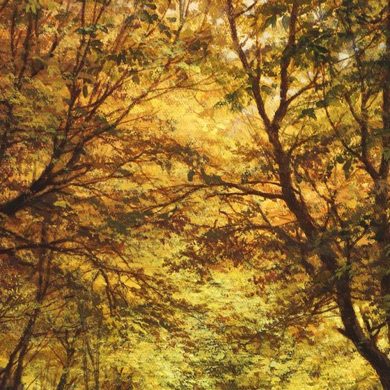 A lively stream in the autumn forest