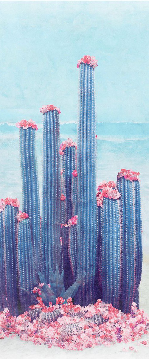 Cactus Beach by Nadia Attura