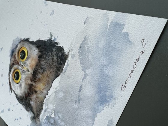 Owlet in a snowdrift