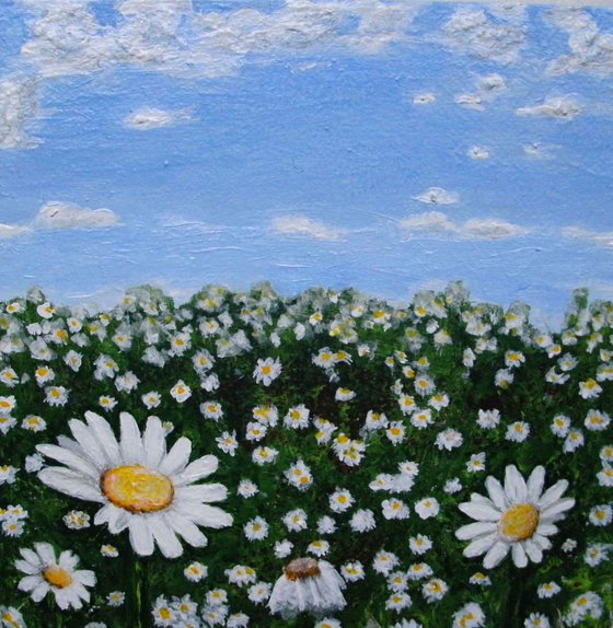 Field of Daisies