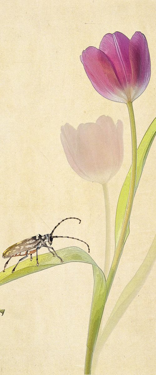 Tulips with beetle by Fionna Bottema