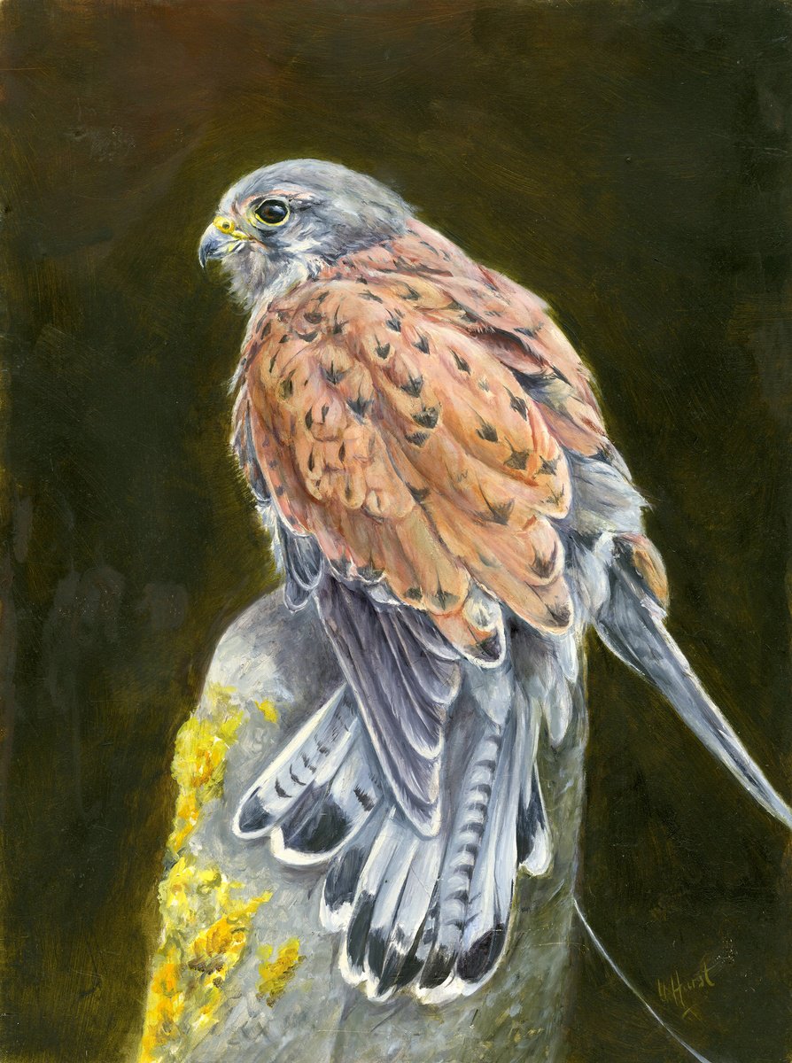 Male European Kestrel by Una Hurst